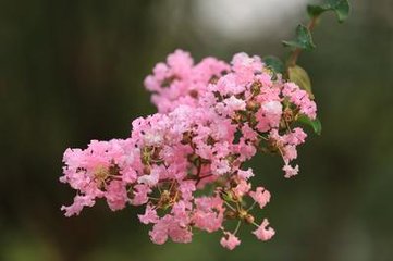 栖隐寺紫薇花二首