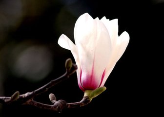 减字木兰花·折残金菊