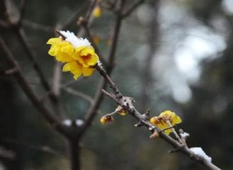 春雪题兴善寺广宣上人竹院