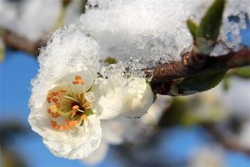 菩萨蛮·江南雪里花如玉