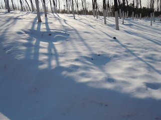 次韵张元方春雪