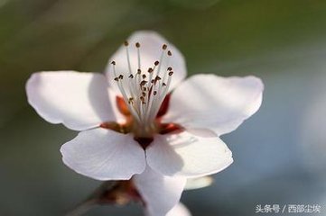 看花回·爱日