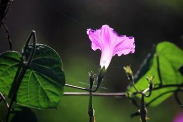 和花庵上牵牛花