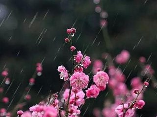 春雨 / 雨中写怀