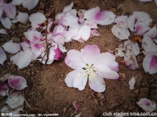 惜落花，赠崔二十四