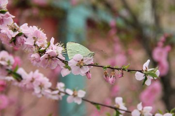 谒金门（风乍起，约巽吾同赋海棠）