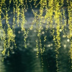 木兰花慢·二分春是雨