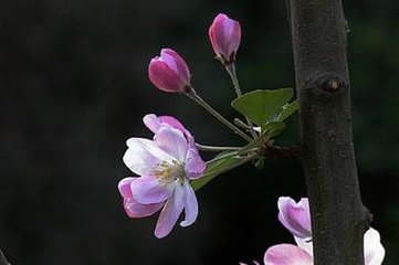 鹧鸪天·相傍清明晴便悭