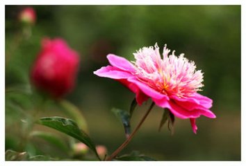 浣溪沙（木芍药词）