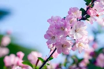 雨中惜海棠花四首