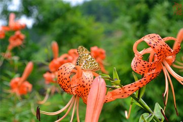 蝶恋花·每到花开春已暮